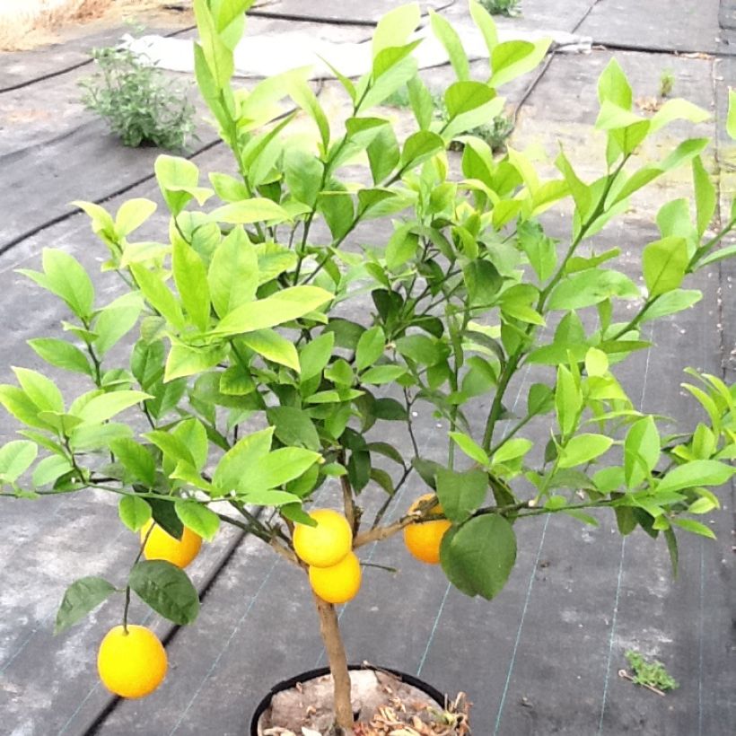 Oranger - Citrus Sinensis - Agrumes (Port)