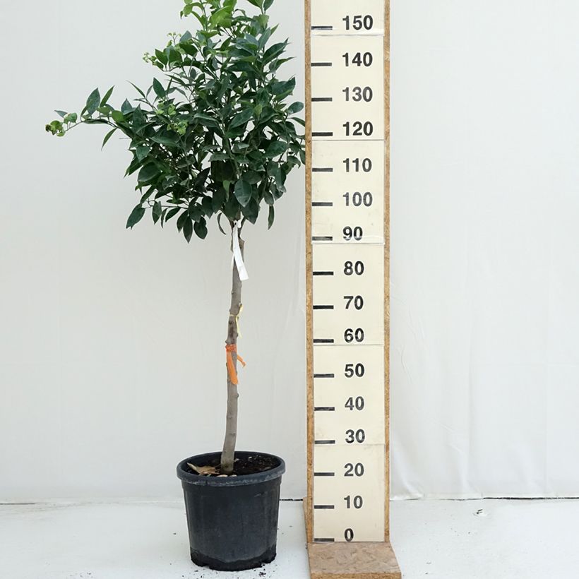 Spécimen de Oranger - Citrus sinensis Pot de 18L/20L, Demi-Tige, Tige de 90 cm 8/10 tel que livré en été