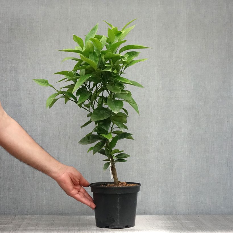 Spécimen de Oranger - Citrus sinensis Washington Navel  Pot de 3L/4L, 1/4 de tige tel que livré en été