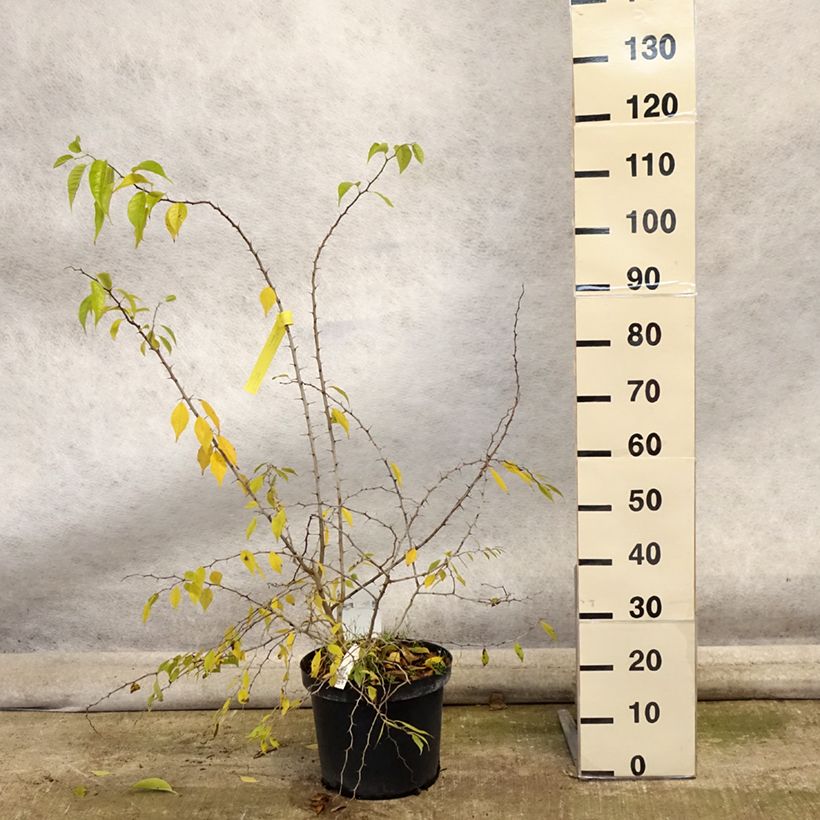 Spécimen de Oranger des Osages - Maclura pomifera Pot de 7,5L/10L tel que livré en automne