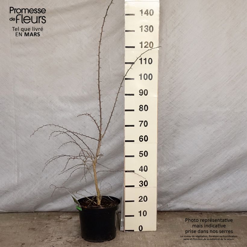 Spécimen de Oranger des Osages - Maclura pomifera Pot de 7,5L/10L tel que livré au printemps