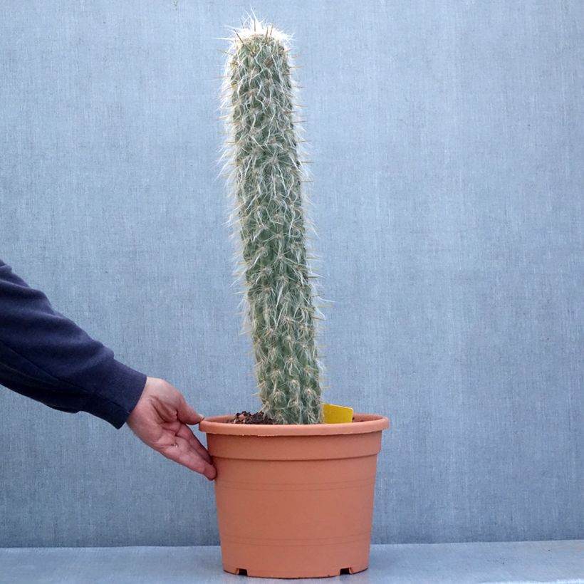 Spécimen de Oreocereus leucotrichus - Cactus cierge - Pot de 12L/15L tel que livré au printemps