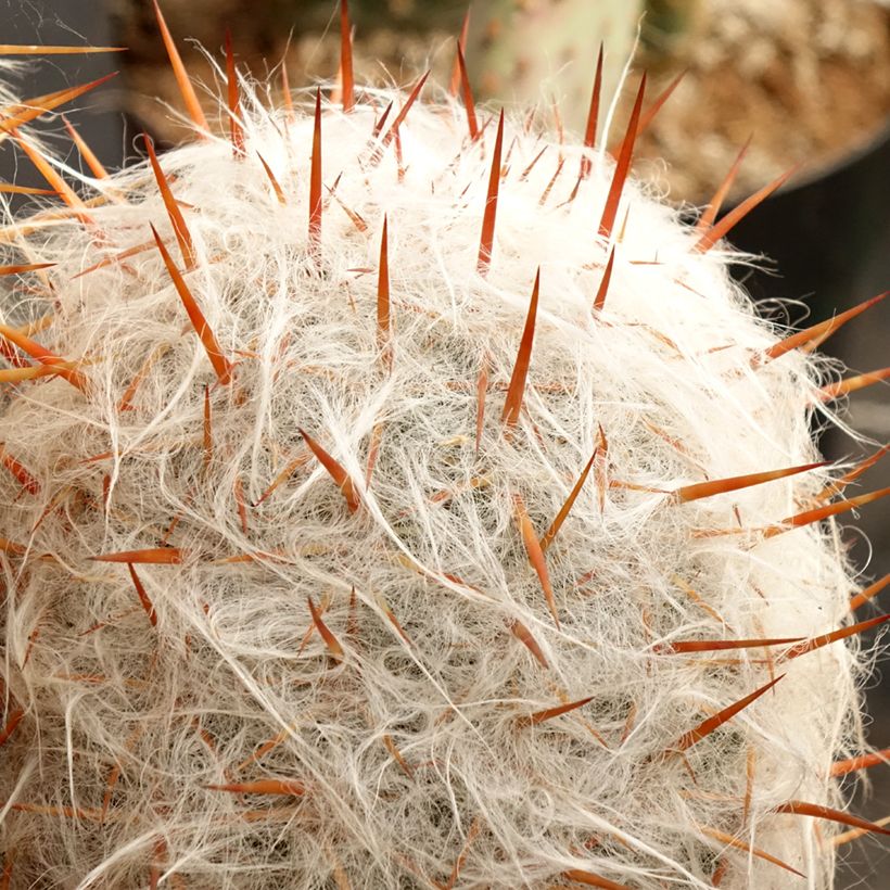 Oreocereus trollii - Vieil homme des Andes (Feuillage)