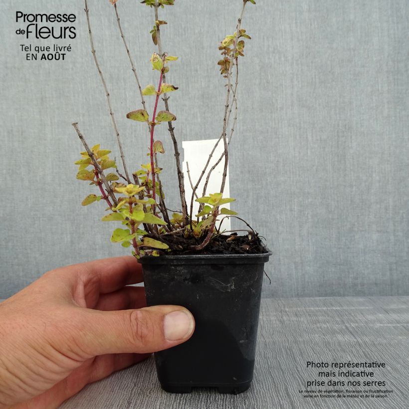 Spécimen de Origan doré Norton Gold - Origanum vulgare Godet de 8/9 cm tel que livré en été