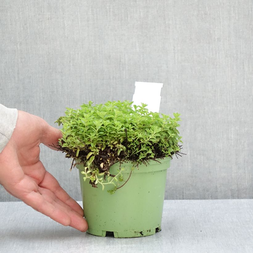 Spécimen de Origan - Marjolaine vivace en plant BIO Pot de 1L/1,5L tel que livré en été