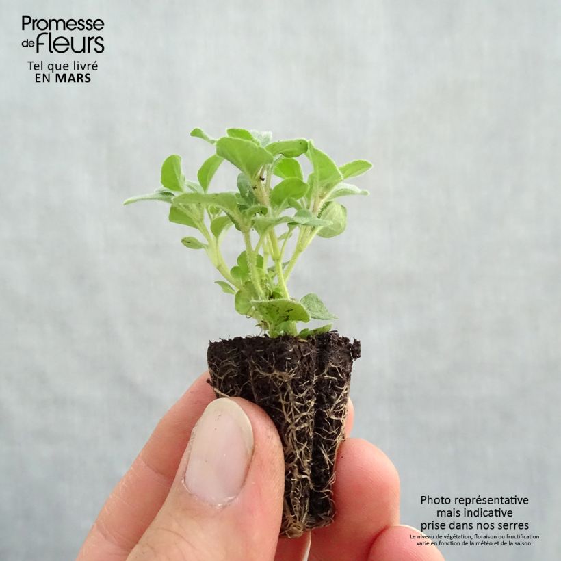 Spécimen de Origan - Origanum vulgare Compactum BIO - Minimotte Mini-motte 3 cm tel que livré au printemps
