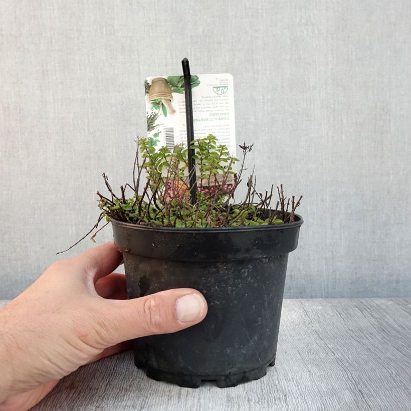 Spécimen de Origan - Origanum vulgare Compactum Pot de 1,5L/2L tel que livré en automne