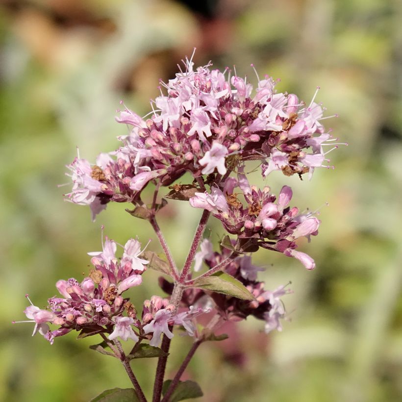 Origan - Marjolaine vivace en plant BIO (Floraison)