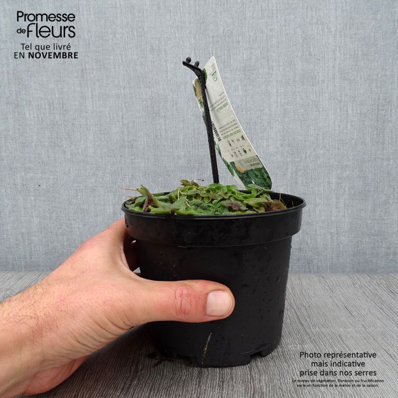 Spécimen de Origan vert ou grec - Origanum heracleoticum (vulgare subsp. hirtum) Pot de 1,5L/2L tel que livré en automne