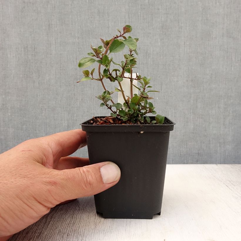 Spécimen de Origanum laevigatum Herrenhausen -  Origan pourpre - Marjolaine Godet de 8/9 cm tel que livré en été