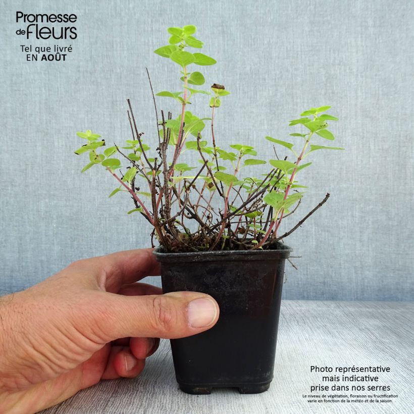 Spécimen de Origanum majorana Pagoda Bells Godet de 8/9 cm tel que livré en été