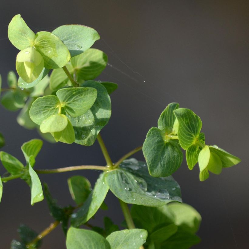 Origanum rotundifolium Kent Beauty - Origan, Marjolaine (Feuillage)