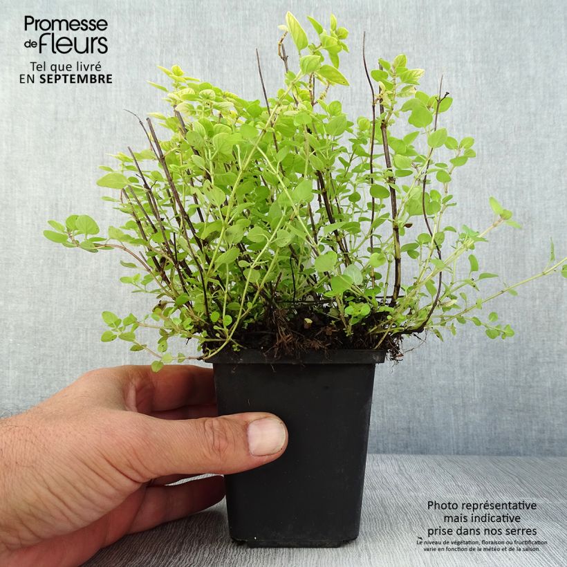 Spécimen de Origanum vulgare Thumbles Variety - Origan commun doré Godet de 8/9 cm tel que livré en été