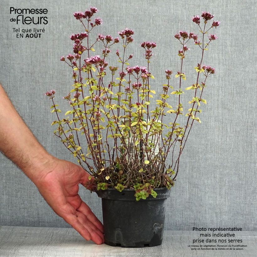 Spécimen de Origanum vulgare Thumbles Variety - Origan commun doré Pot de 1,5L/2L tel que livré en été