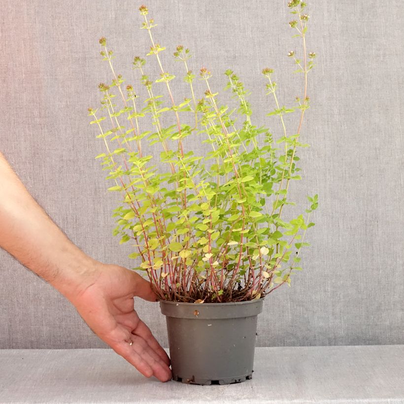 Spécimen de Origanum vulgare Thumbles Variety - Origan commun doré Pot de 1,5L/2L tel que livré en été