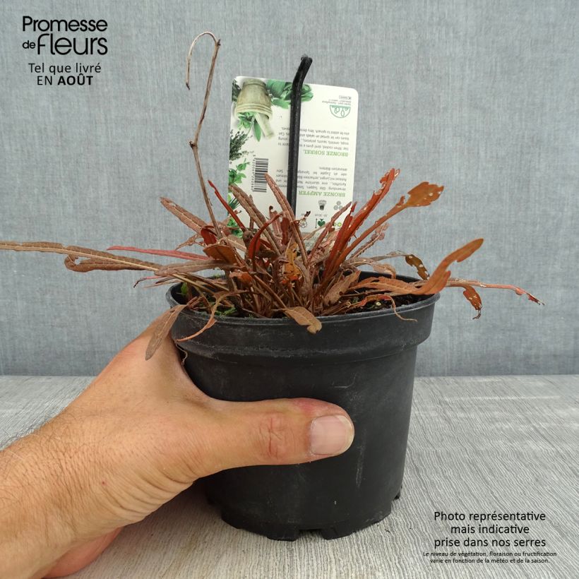 Spécimen de Oseille bronze - Rumex flexuosus Copper Sword Pot de 1,5L/2L tel que livré en été