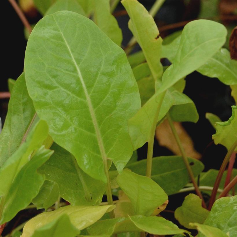 Oseille sauvage - Rumex acetosa (Feuillage)