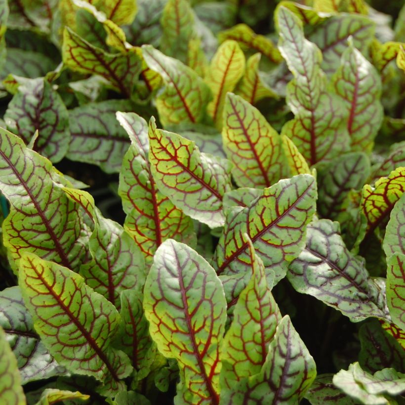 Oseille sanguine - Rumex sanguineus (Récolte)