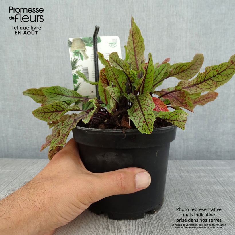 Spécimen de Oseille sanguine - Rumex sanguineus Pot de 1,5L/2L tel que livré en été