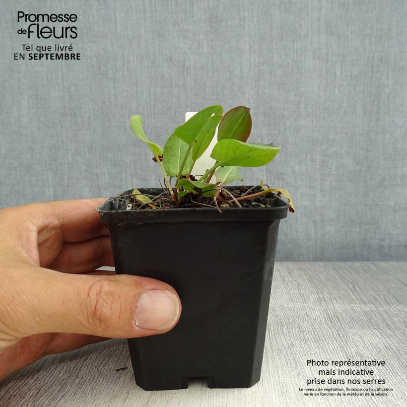 Spécimen de Oseille sauvage - Rumex acetosa Godet de 8/9 cm tel que livré en été