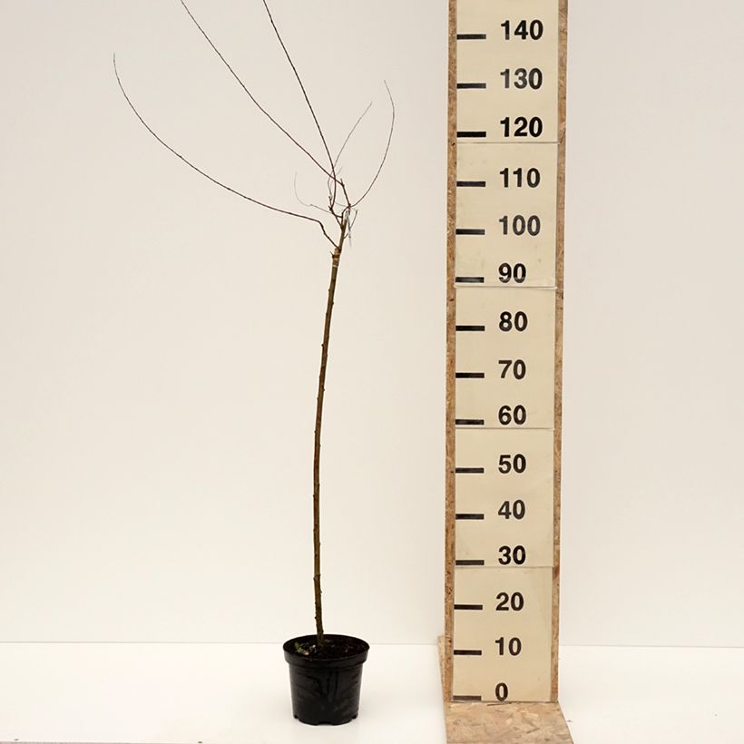 Spécimen de Osier rouge pleureur - Salix purpurea Pendula Pot de 3L/4L, Tige tel que livré en hiver