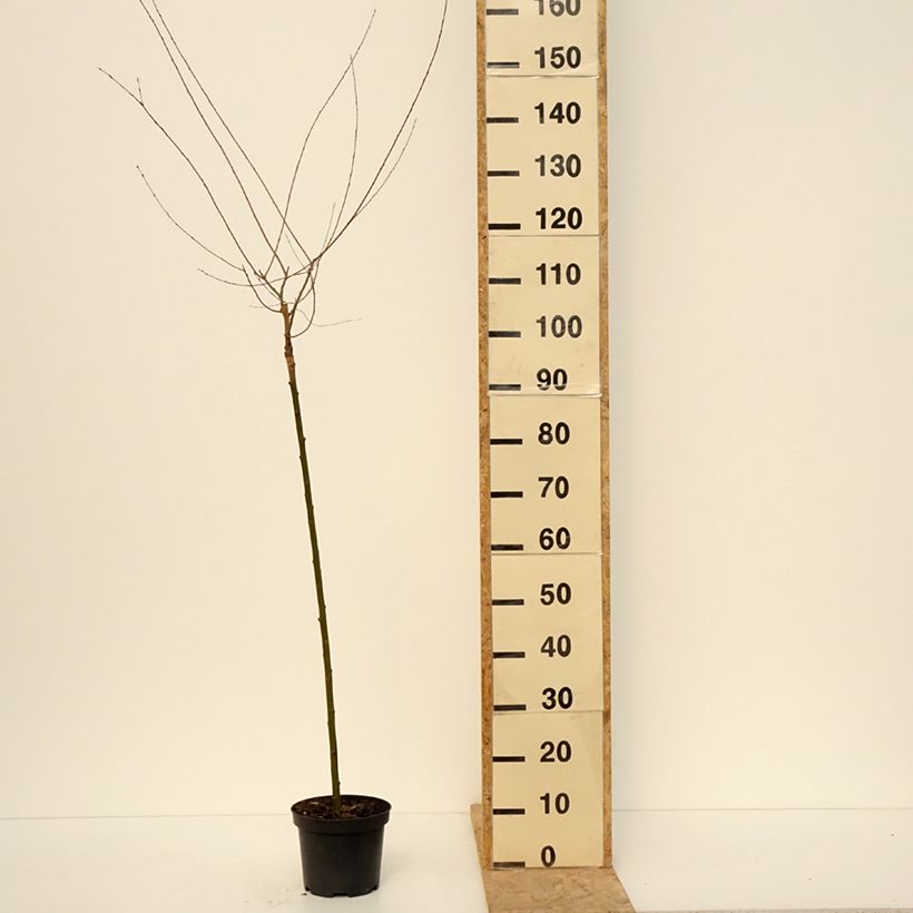 Spécimen de Osier rouge pleureur - Salix purpurea Pendula - Pot de 3L/4L tel que livré au printemps