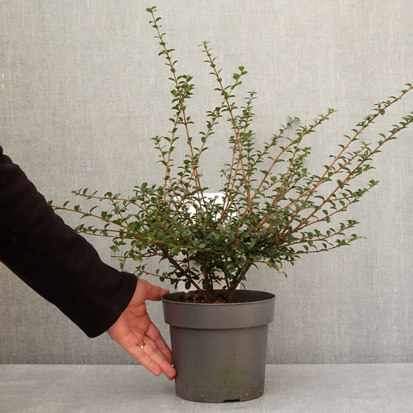 Spécimen de Osmanthus delavayi Perfume of Nature - Osmanthe Pot de 3L/4L tel que livré en hiver