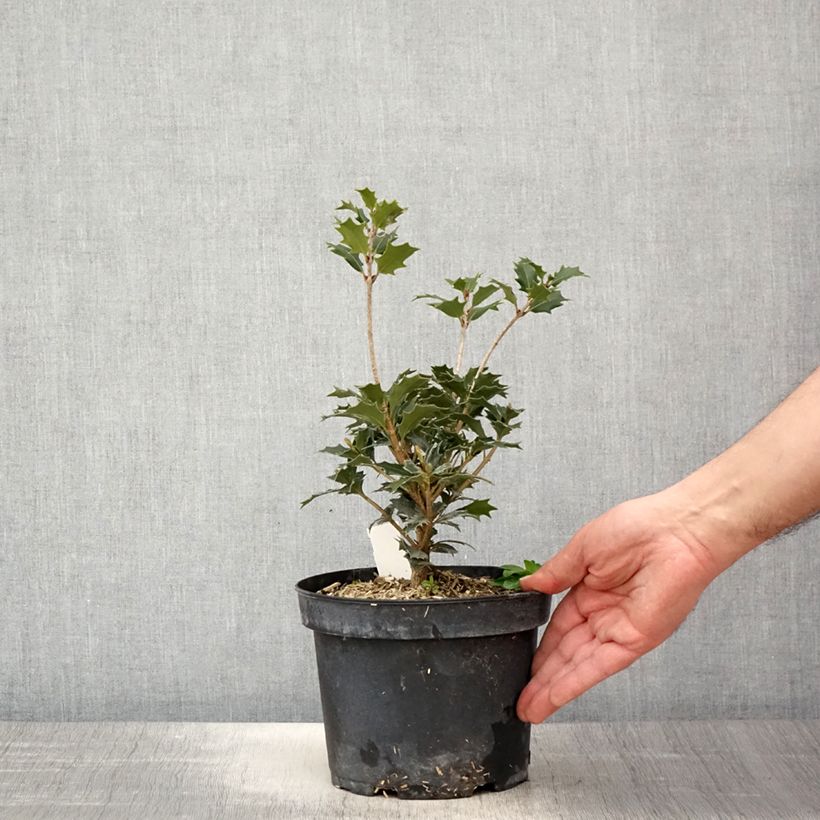 Spécimen de Osmanthus heterophyllus - Osmanthe à feuilles de houx Pot de 3L/4LHauteur livrée env. 20/30cm tel que livré au printemps