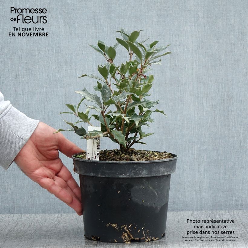 Spécimen de Osmanthus heterophyllus Purpureus Pot de 3L/4L tel que livré en automne