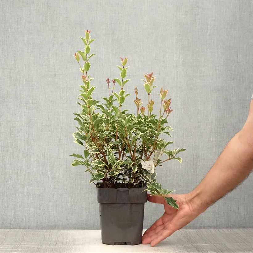 Spécimen de Osmanthus heterophyllus Variegatus - Osmanthe panaché Pot de 2L/3L tel que livré en été