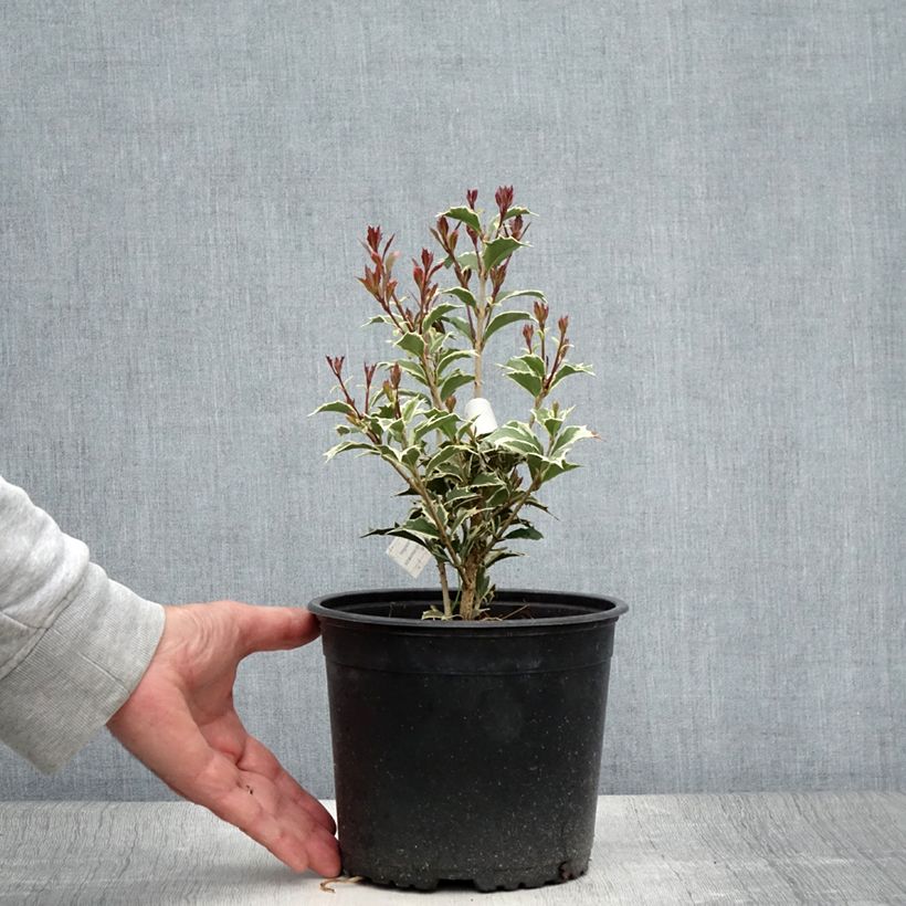 Spécimen de Osmanthus heterophyllus Variegatus - Osmanthe panaché Pot de 3L/4L tel que livré en été