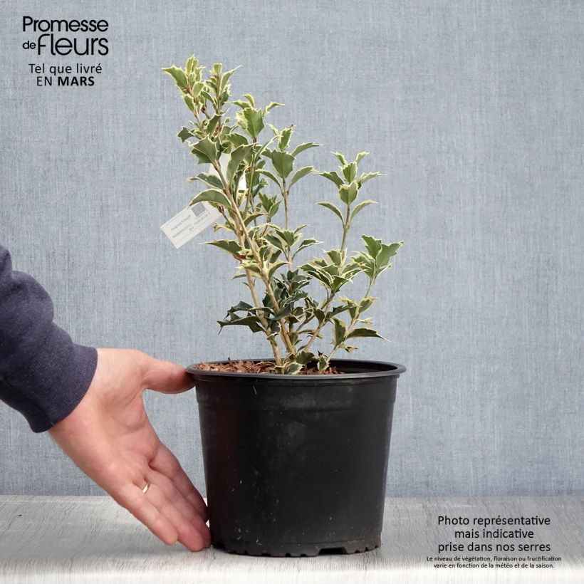 Spécimen de Osmanthus heterophyllus Variegatus - Osmanthe panaché en pot de 3L/4L tel que livré au printemps