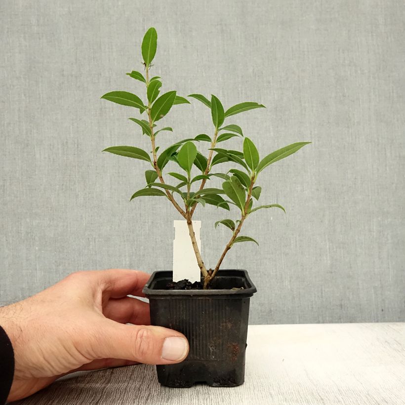 Spécimen de Osmanthus serrulatus - Osmanthe Godet de 8/9 cm tel que livré en automne