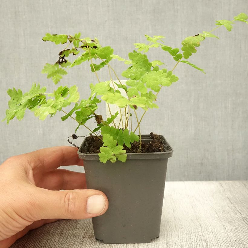 Spécimen de Osmunda claytoniana - Osmonde de Clayton, fougère Godet de 8/9 cm tel que livré en été