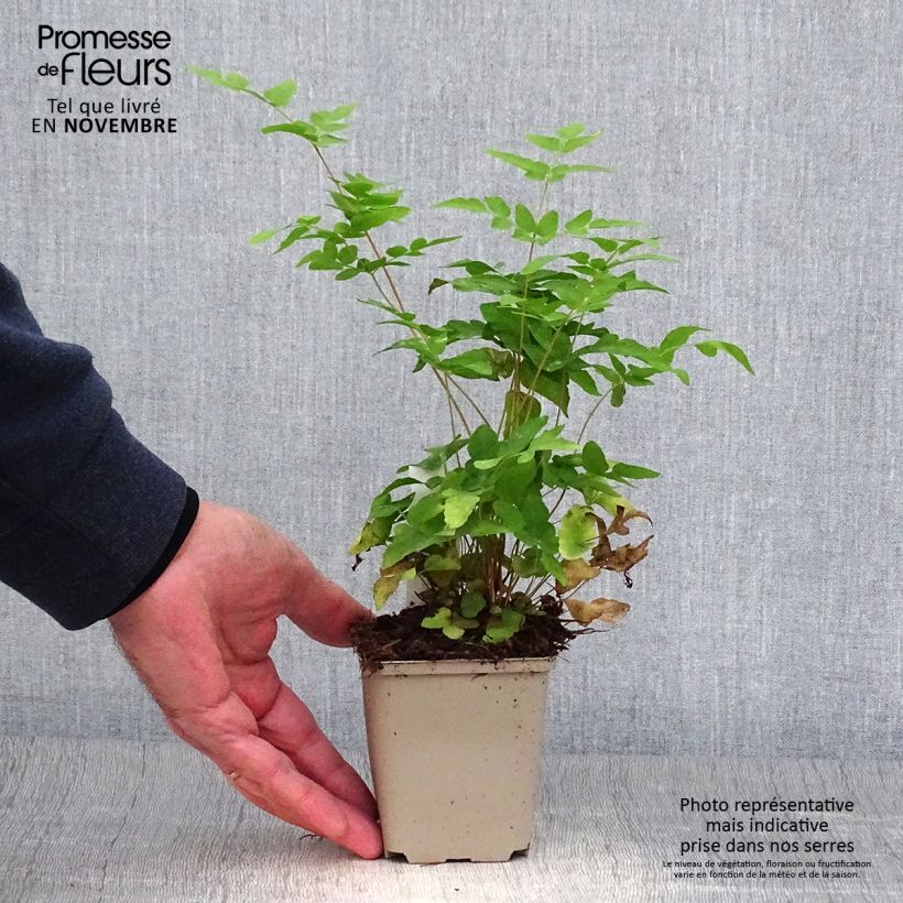 Spécimen de Osmunda japonica - Fougère Godet de 8/9 cm tel que livré en automne