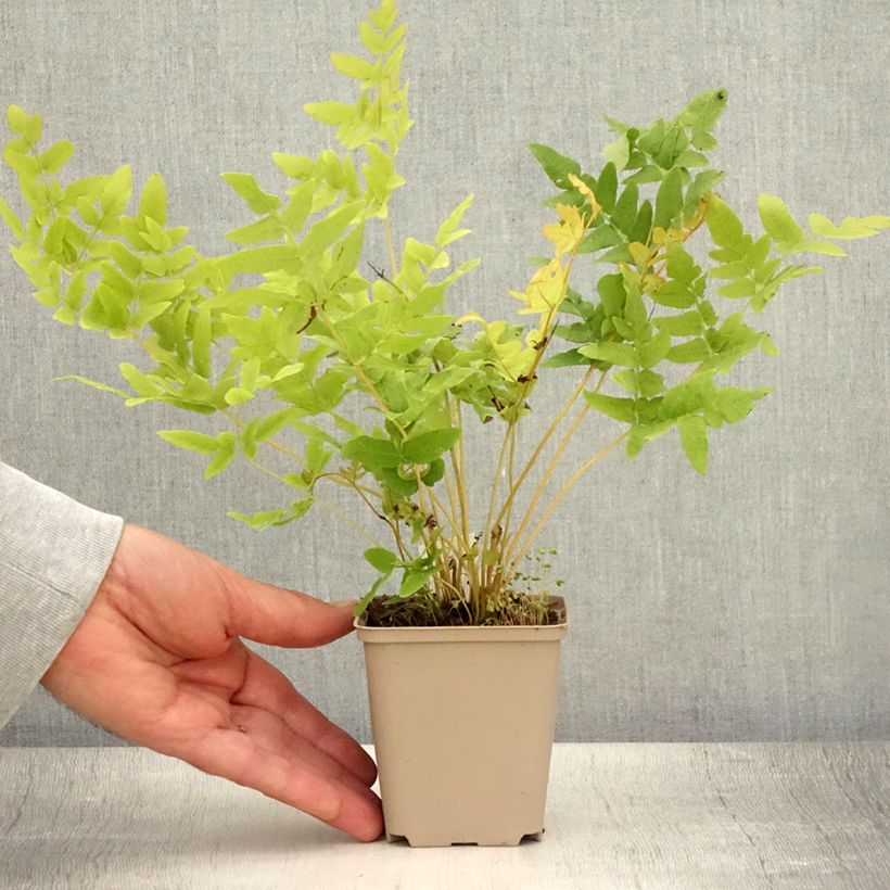 Spécimen de Osmunda regalis - Osmonde royale, fougère Godet de 8/9 cm tel que livré en été