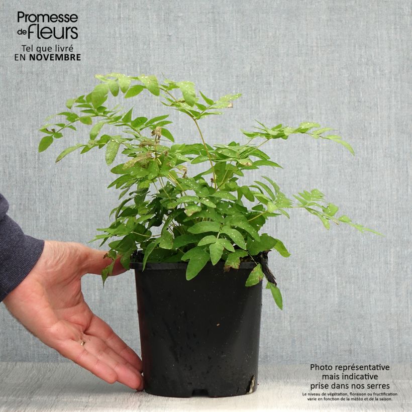 Spécimen de Osmunda regalis - Osmonde royale, fougère Pot de 2L/3L tel que livré en automne