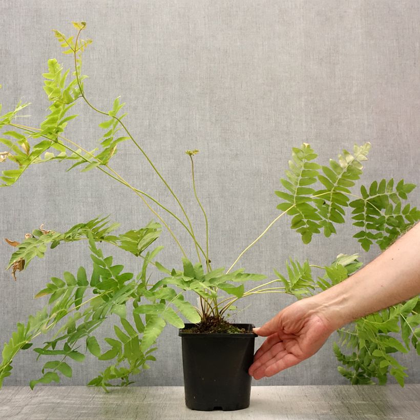Spécimen de Osmunda regalis - Osmonde royale, fougère Pot de 2L/3L tel que livré en été