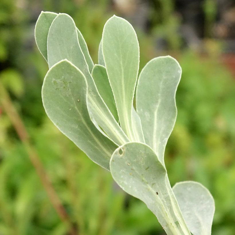 Othonna ou Othonnopsis cheirifolia - Othonne à feuilles de giroflée (Feuillage)