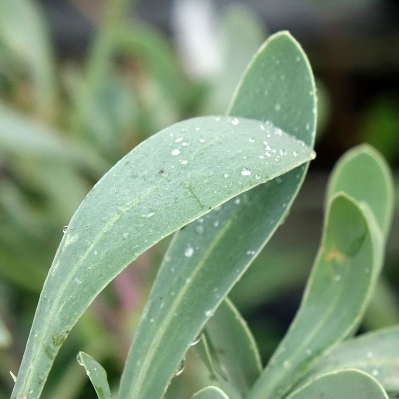 Othonna ou Othonnopsis cheirifolia - Othonne à feuilles de giroflée (Feuillage)