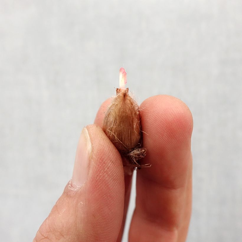 Spécimen de Oxalis deppei - Faux trèfle à quatre feuille tel que livré au printemps
