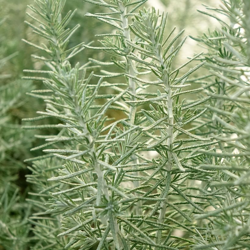 Ozothamnus rosmarinifolius Silver Jubilee - Fleur de riz à feuille de romarin (Feuillage)