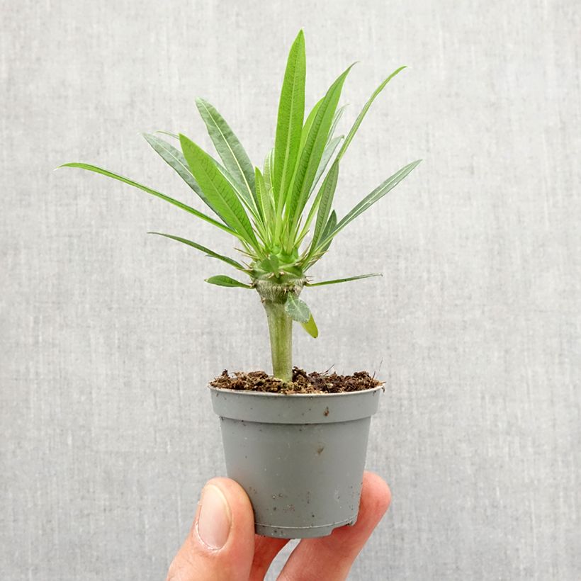 Spécimen de Pachypodium lamerei - Palmier de Madagascar Pot de 7,5L/10L tel que livré au printemps
