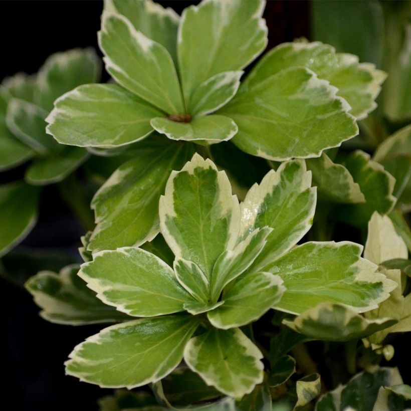 Pachysandra terminalis Variegata (Feuillage)