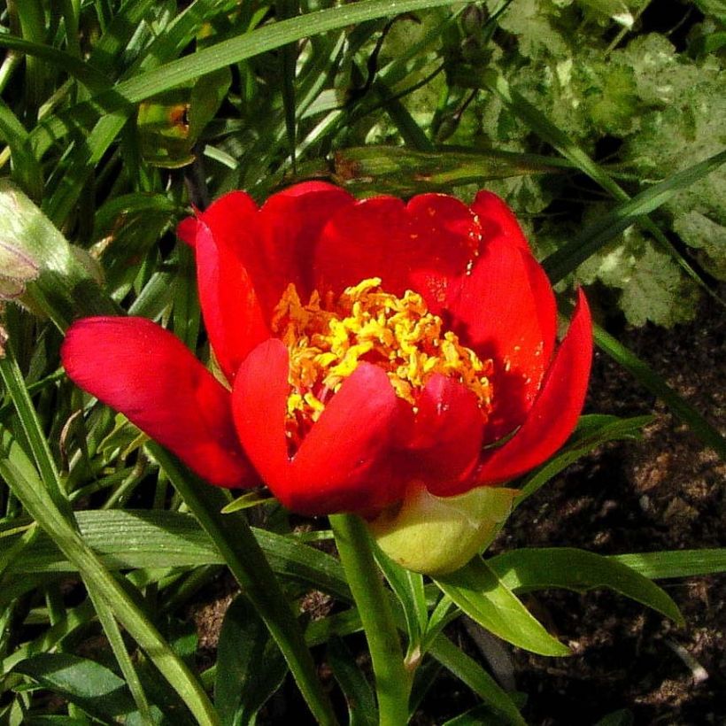 Pivoine botanique - Paeonia lobata Sunshine (Floraison)