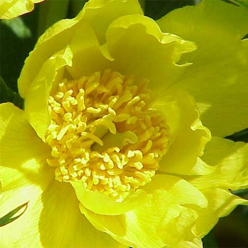 Pivoine arbustive jaune - Paeonia lutea (Floraison)