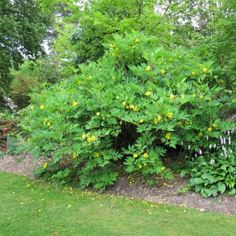 Pivoine arbustive jaune - Paeonia lutea (Port)