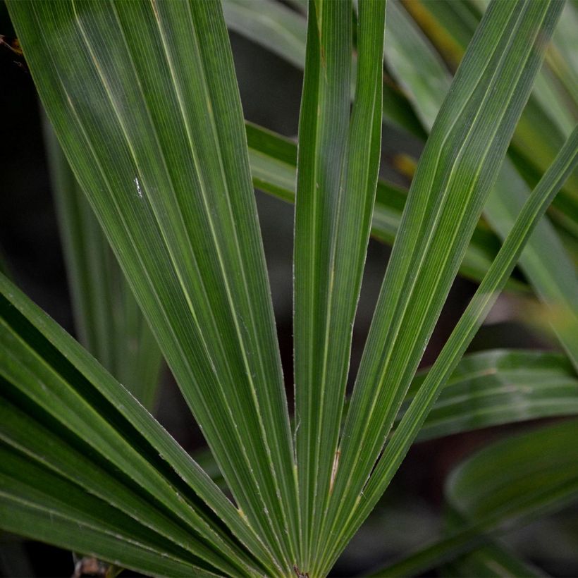 Palmier de Chine - Trachycarpus fortunei  (Feuillage)