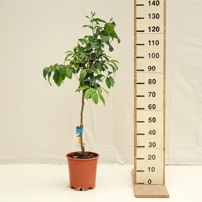 Spécimen de Pamplemousse (Pomelo) - Citrus (x) paradisi Pot de 7,5L/10L, Demi-Tige tel que livré au printemps