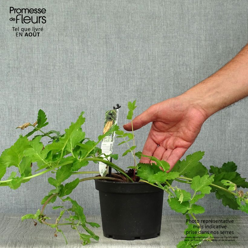 Spécimen de Panais cultivé ou sauvage - Pastinaca sativa subsp. sativa Pot de 1,5L/2L tel que livré en été